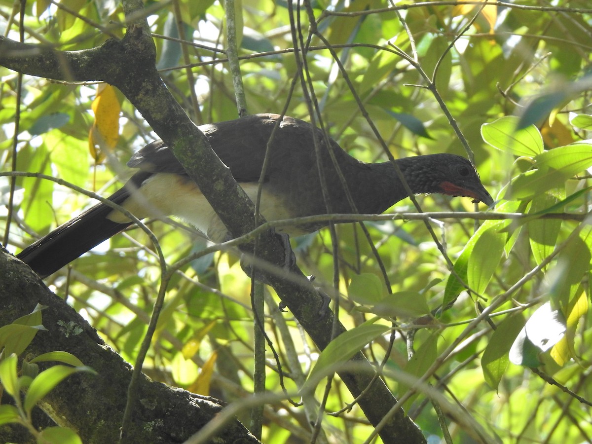 White-bellied Chachalaca - ML623888181