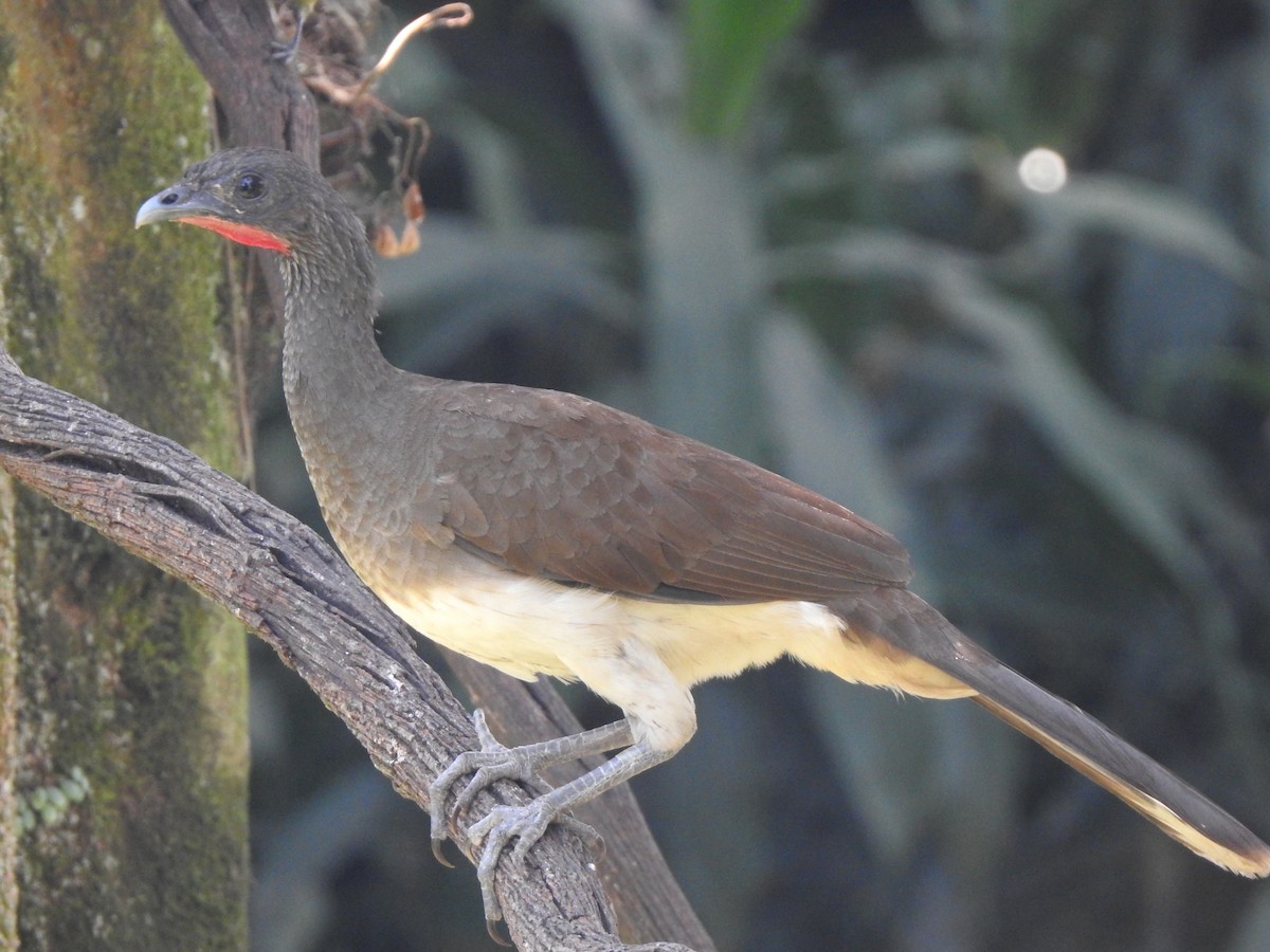 White-bellied Chachalaca - ML623888182