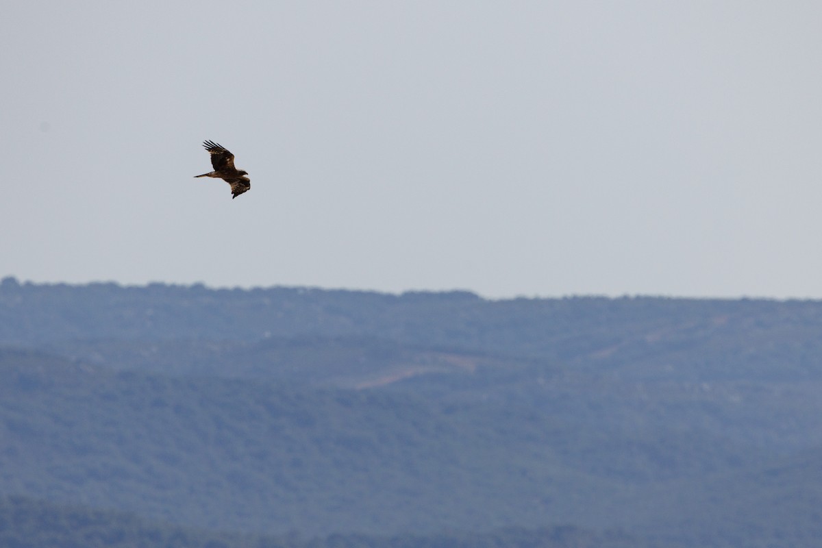 Booted Eagle - ML623888193