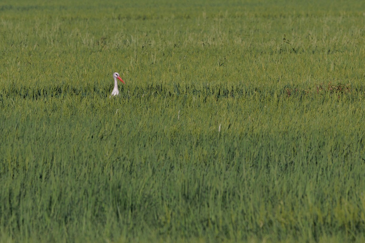 White Stork - Henry Wyn-Jones