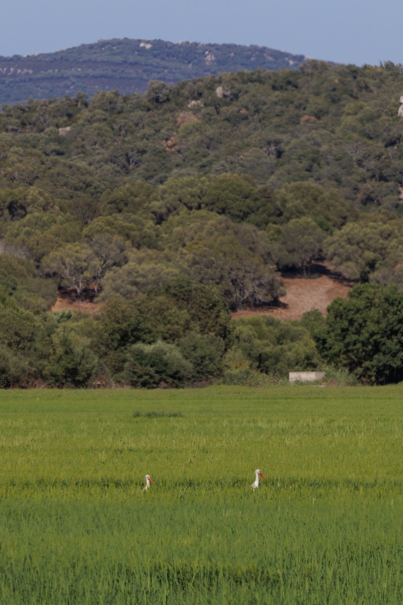 White Stork - ML623888206