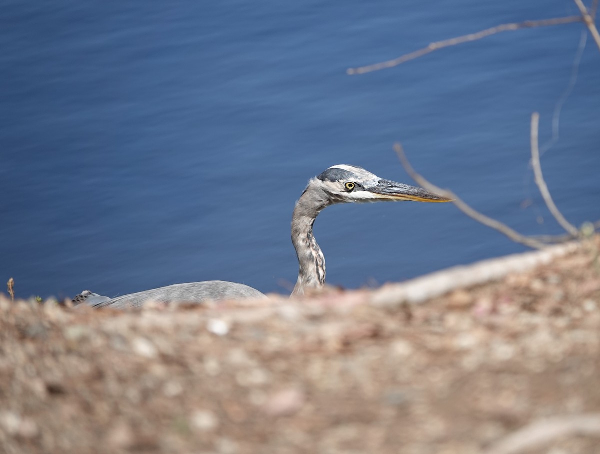 Great Blue Heron - ML623888231