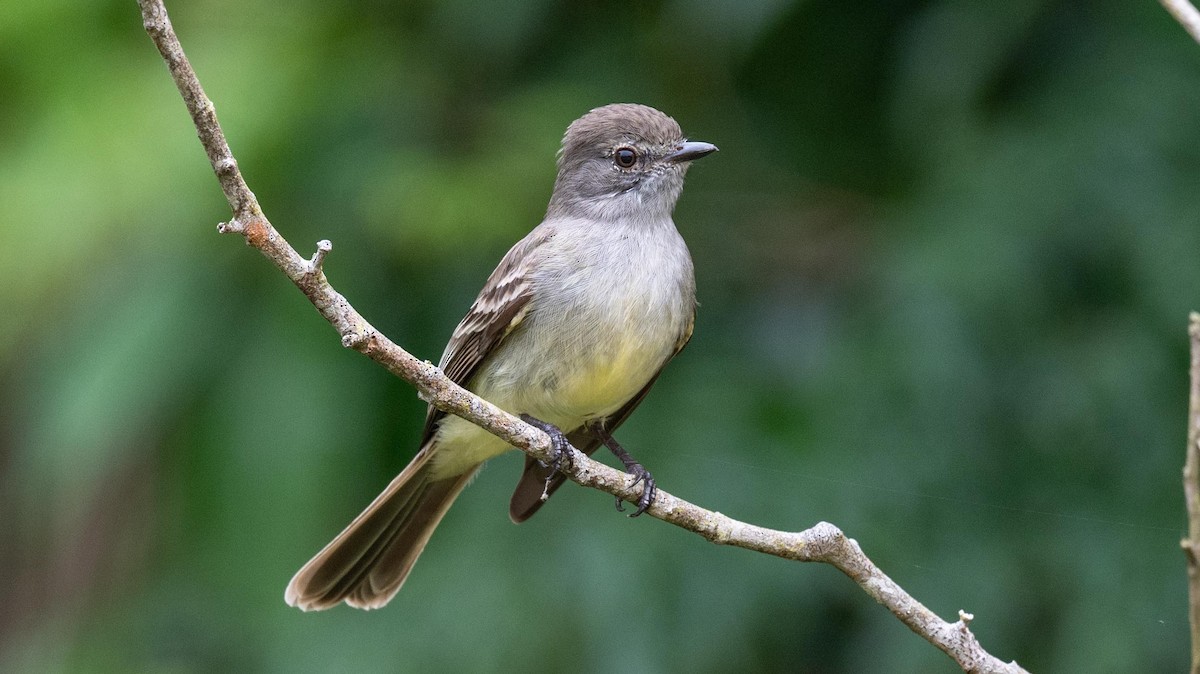 Amazonian Scrub-Flycatcher - ML623888245