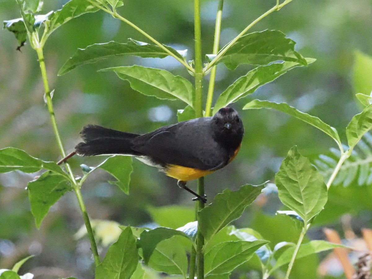 Slate-throated Redstart - ML623888264