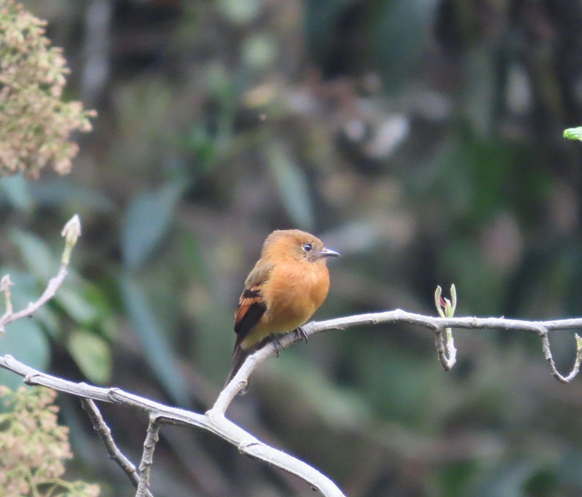 Cinnamon Flycatcher - ML623888272