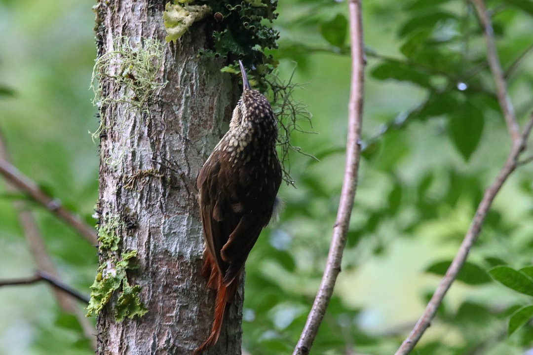 Lesser Woodcreeper - ML623888277