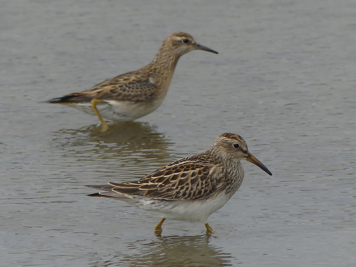 Sharp-tailed Sandpiper - ML623888298