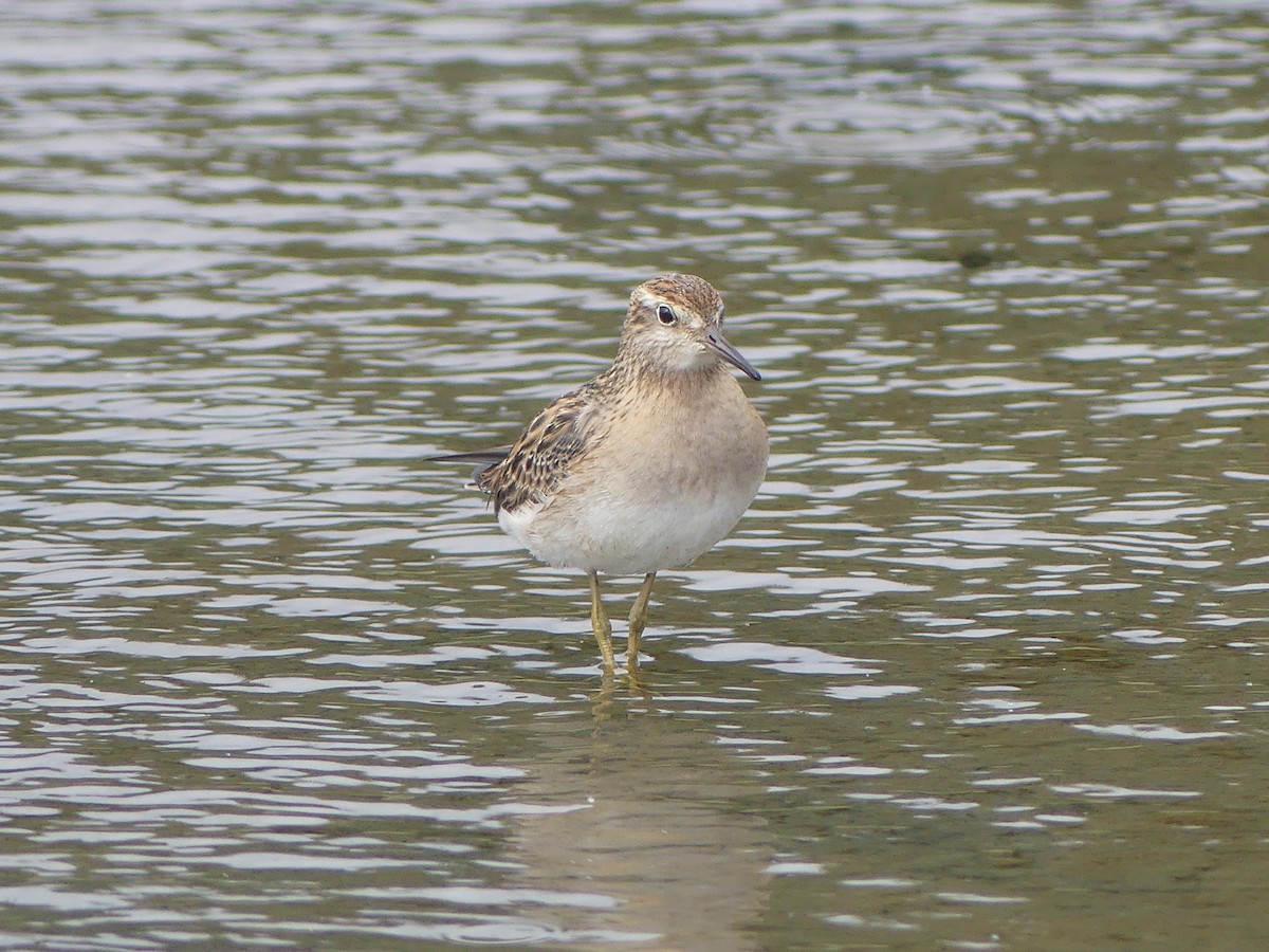 Sharp-tailed Sandpiper - ML623888299