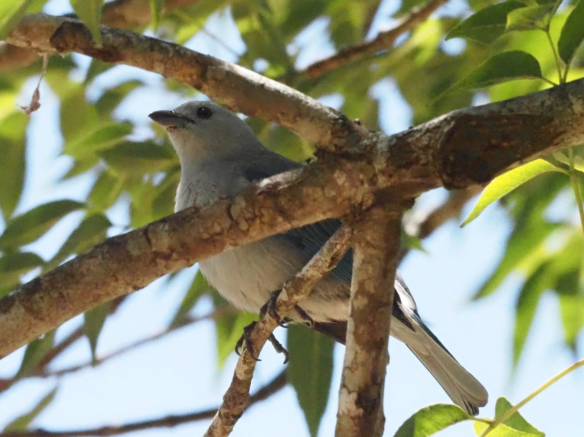 Blue-gray Tanager - ML623888306