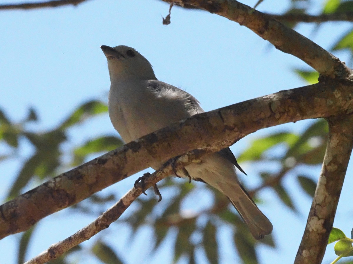 Blue-gray Tanager - ML623888312