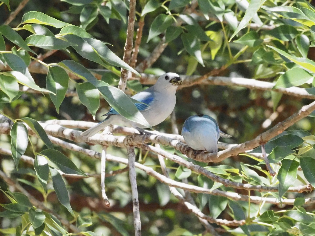 Blue-gray Tanager - ML623888313