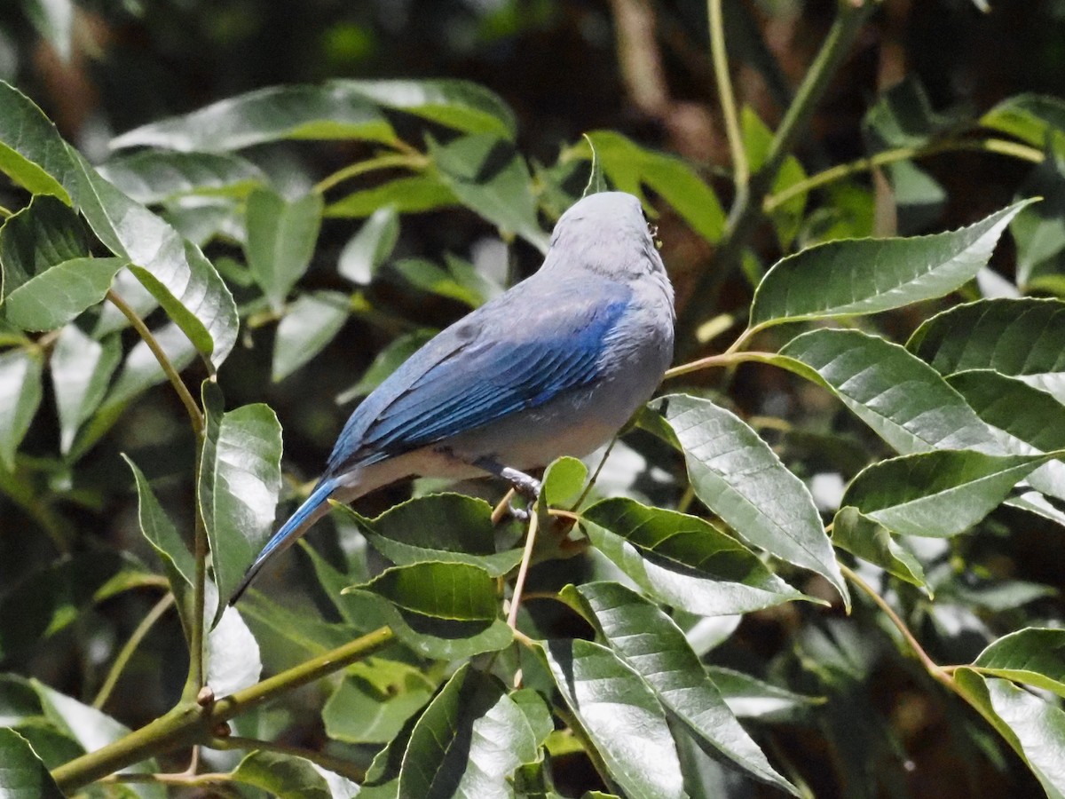 Blue-gray Tanager - ML623888314