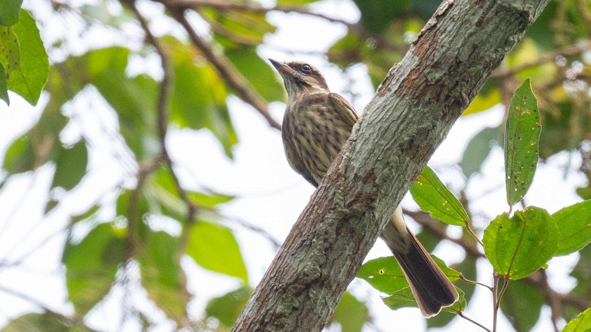 Variegated Flycatcher - ML623888326