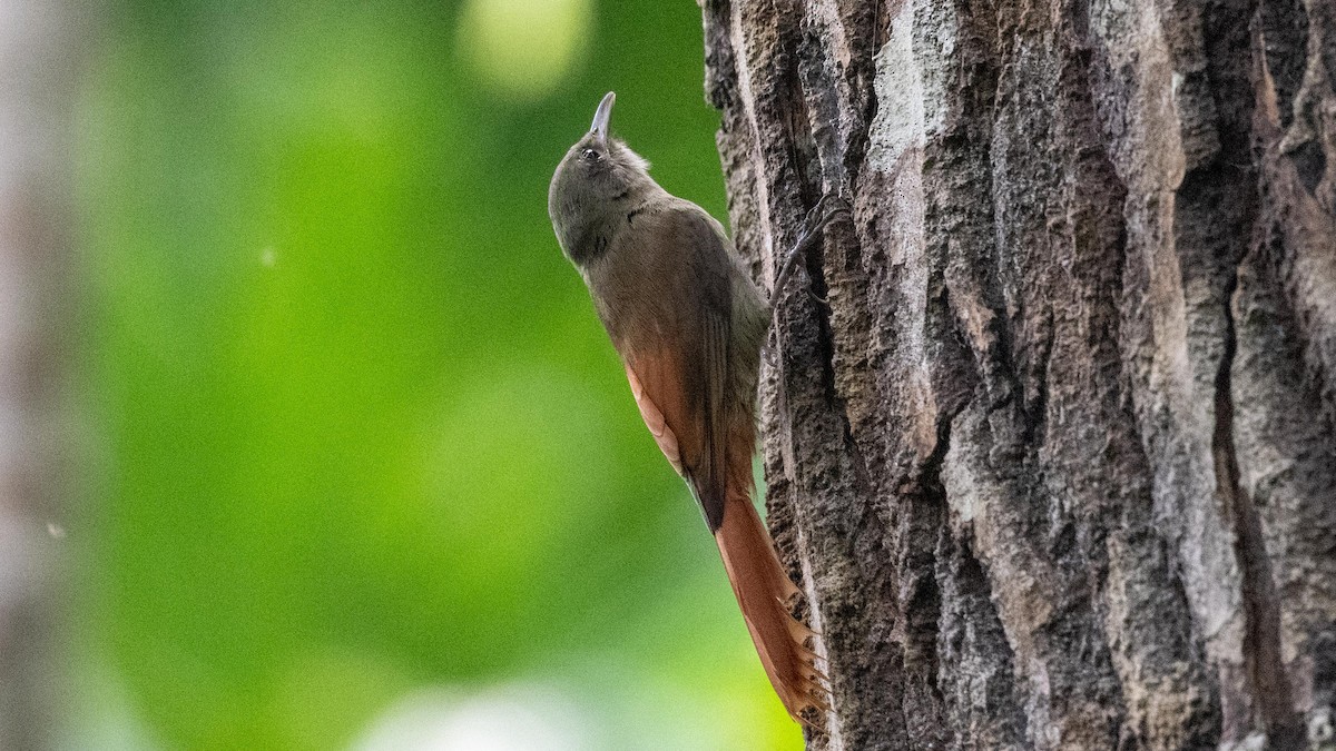 Olivaceous Woodcreeper - ML623888385