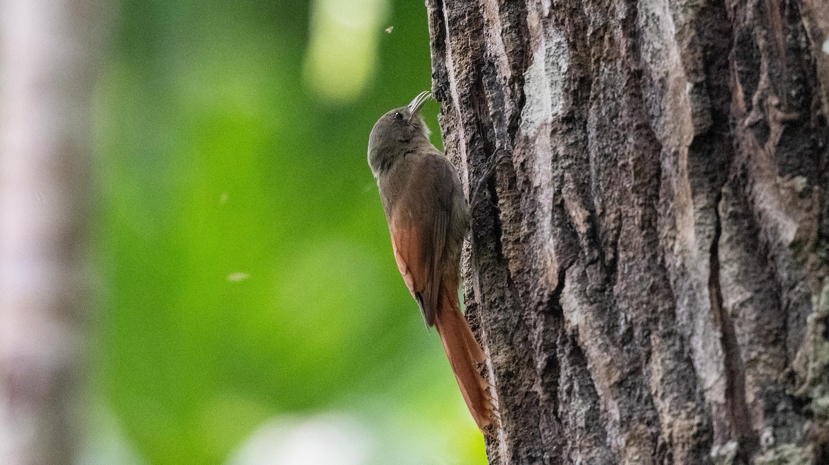 Olivaceous Woodcreeper - ML623888386