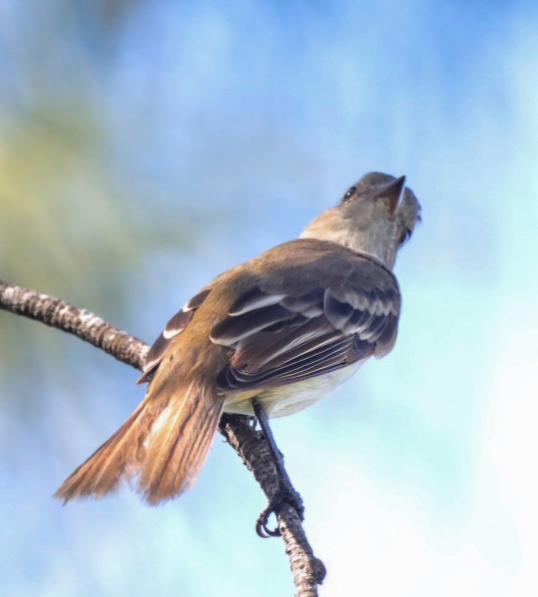 Caribbean Elaenia - ML623888390