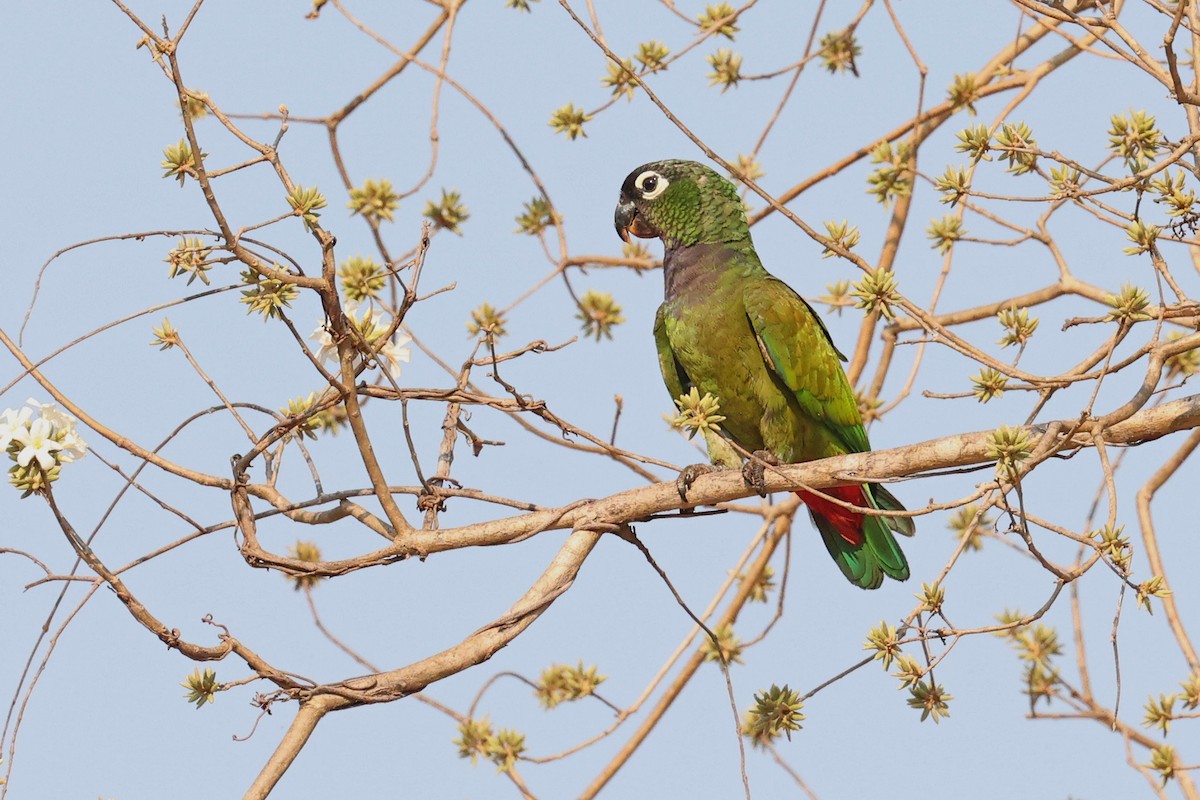 Scaly-headed Parrot - ML623888415