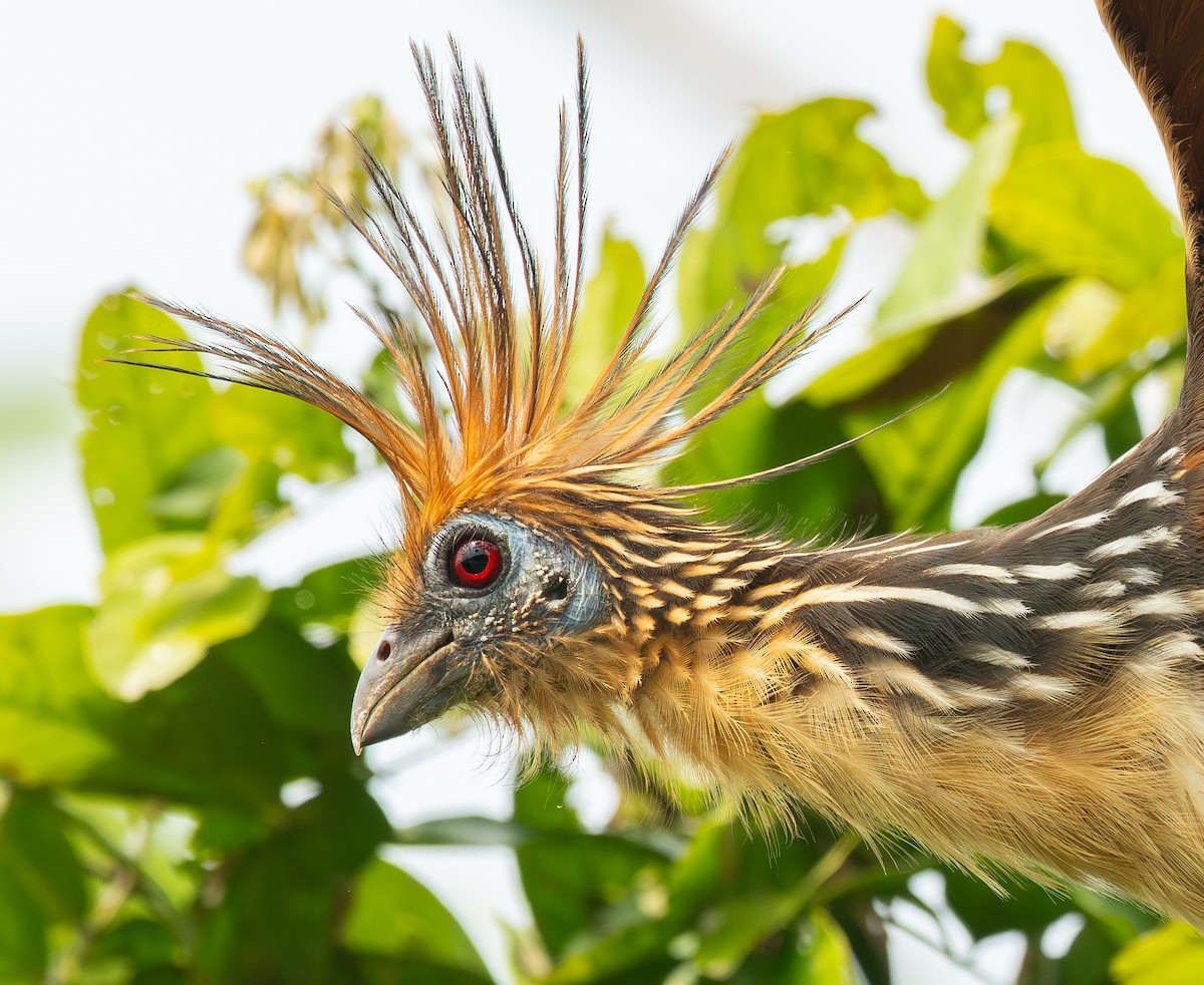 Hoatzin - ML623888418