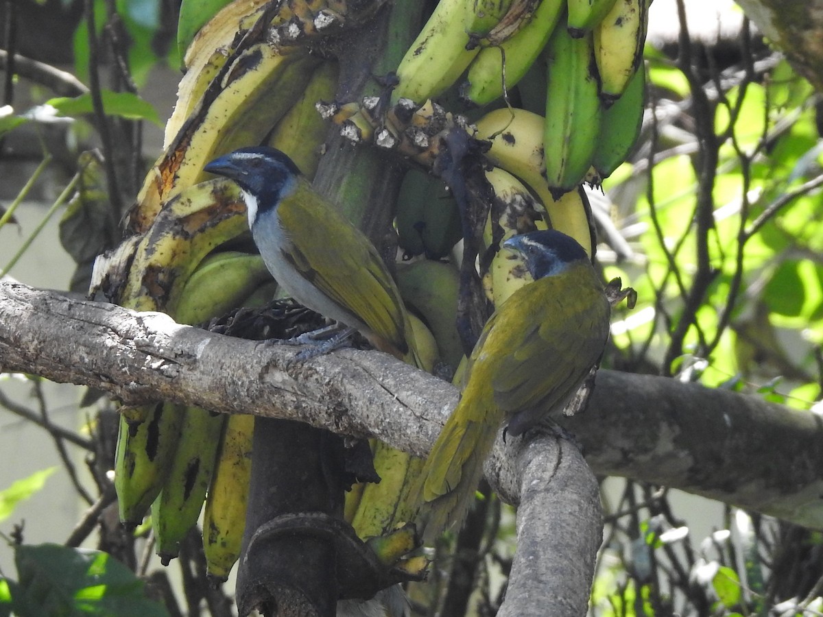 Black-headed Saltator - ML623888430