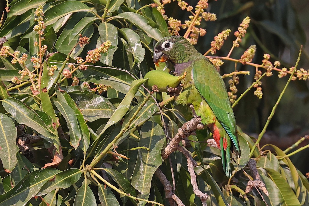 Scaly-headed Parrot - Michael O'Brien