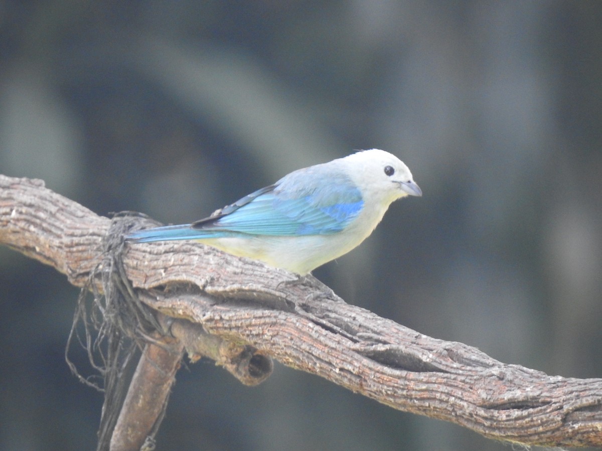 Blue-gray Tanager - ML623888525