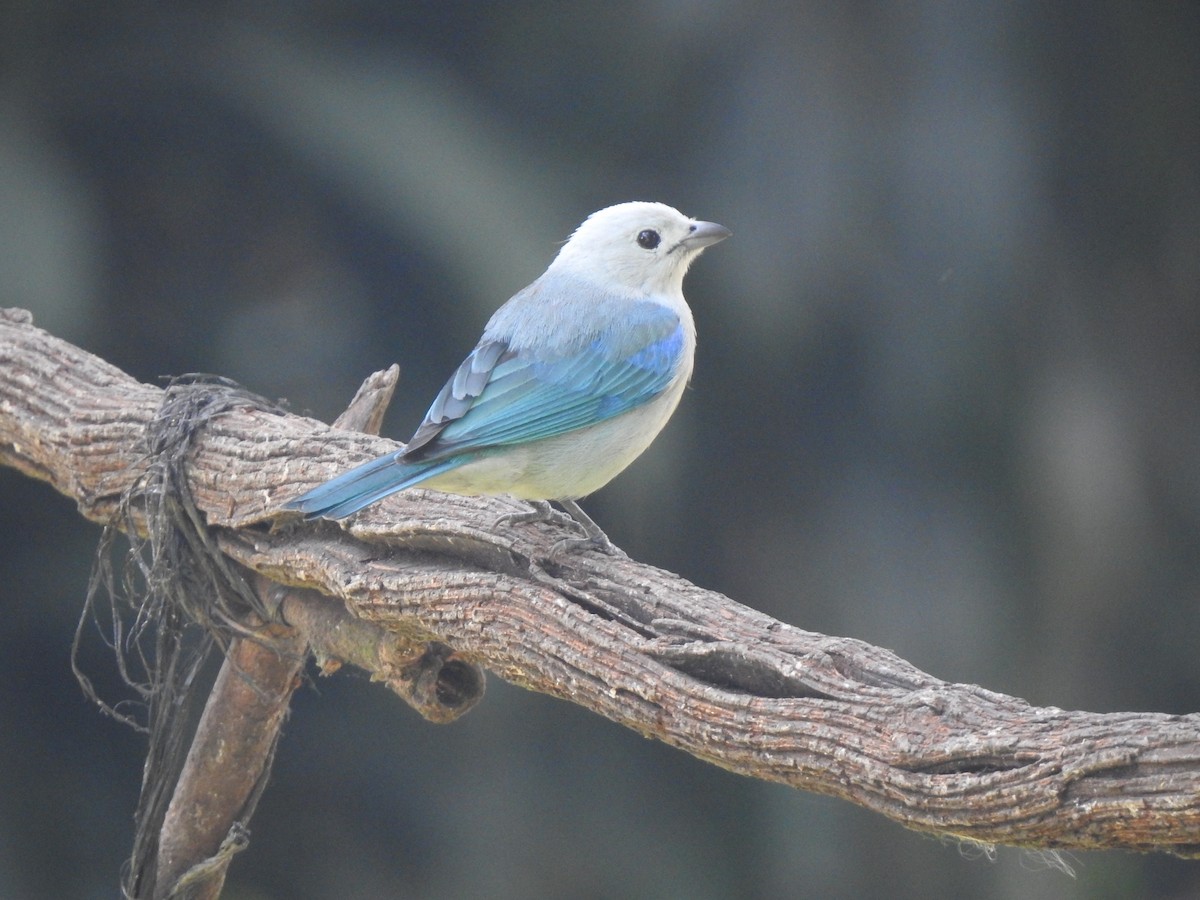 Blue-gray Tanager - ML623888526