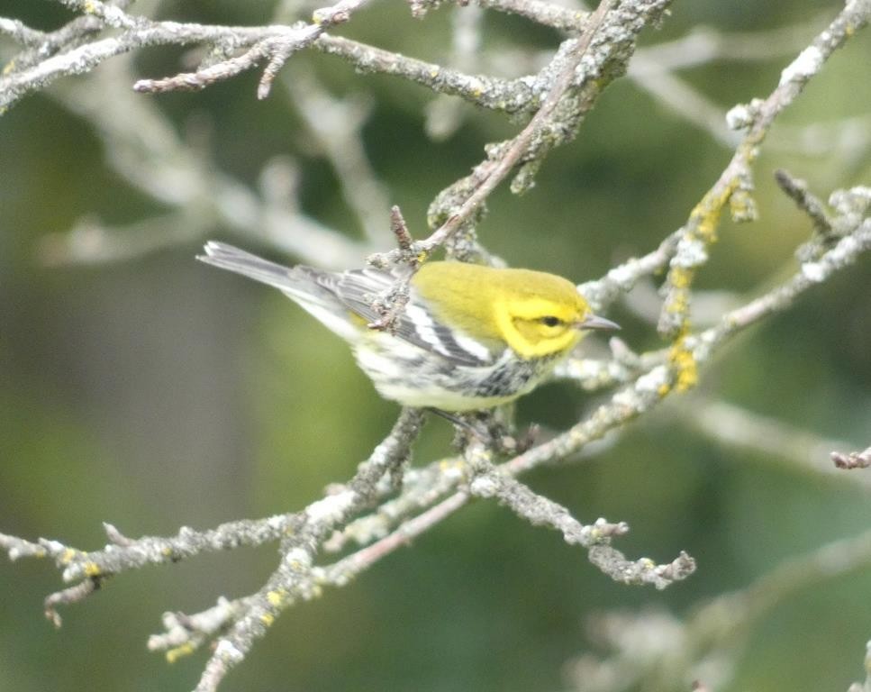 Black-throated Green Warbler - John Gustafson