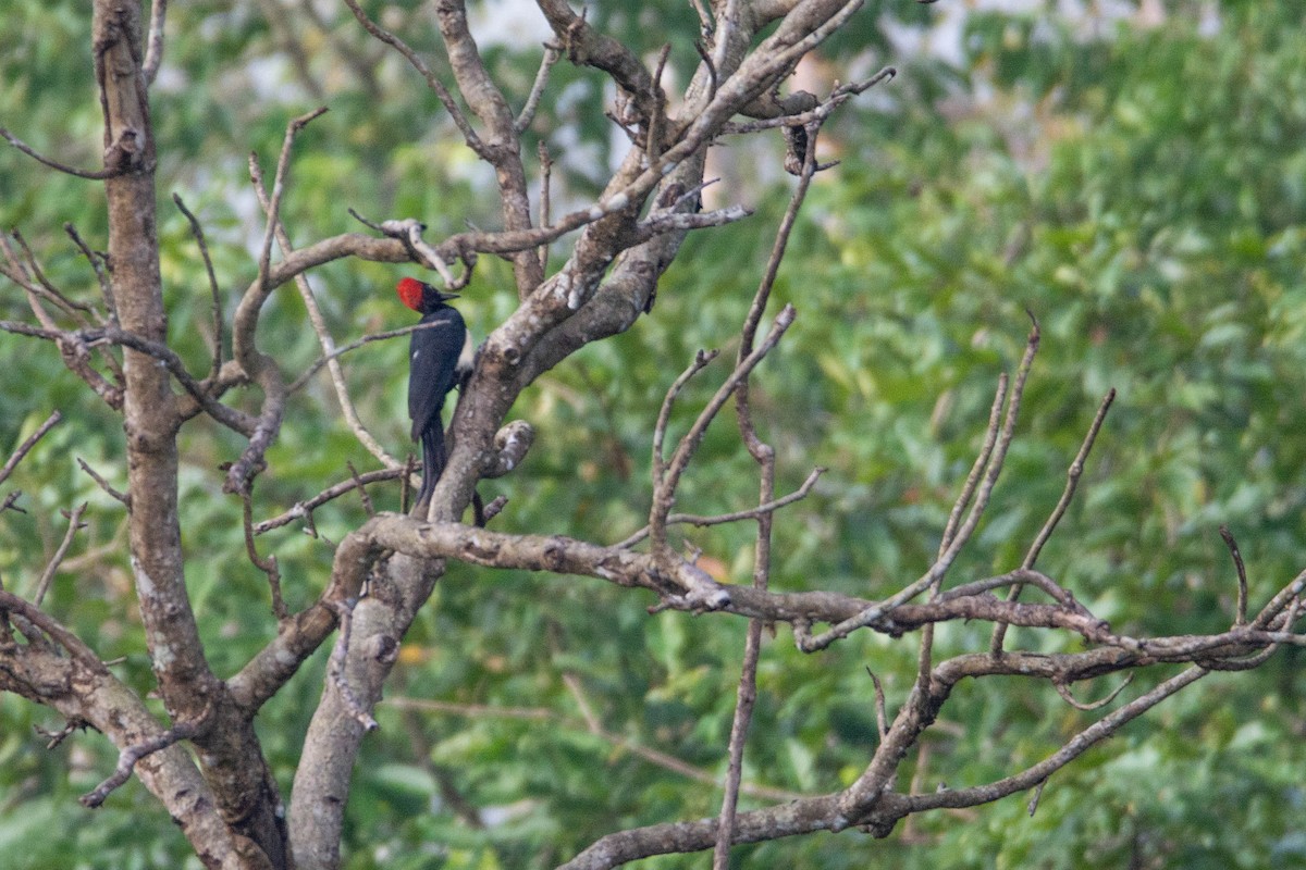 White-bellied Woodpecker - ML623888533