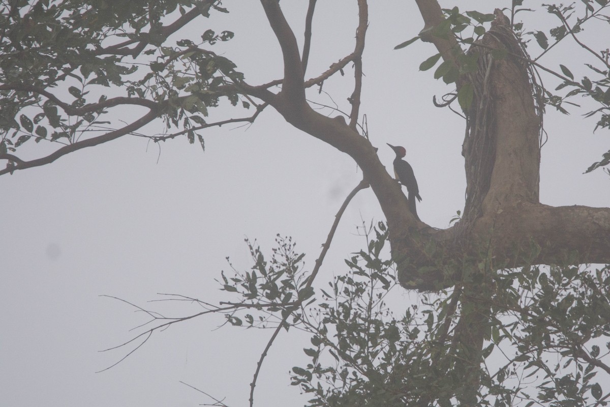 White-bellied Woodpecker - Thanu Shanavas