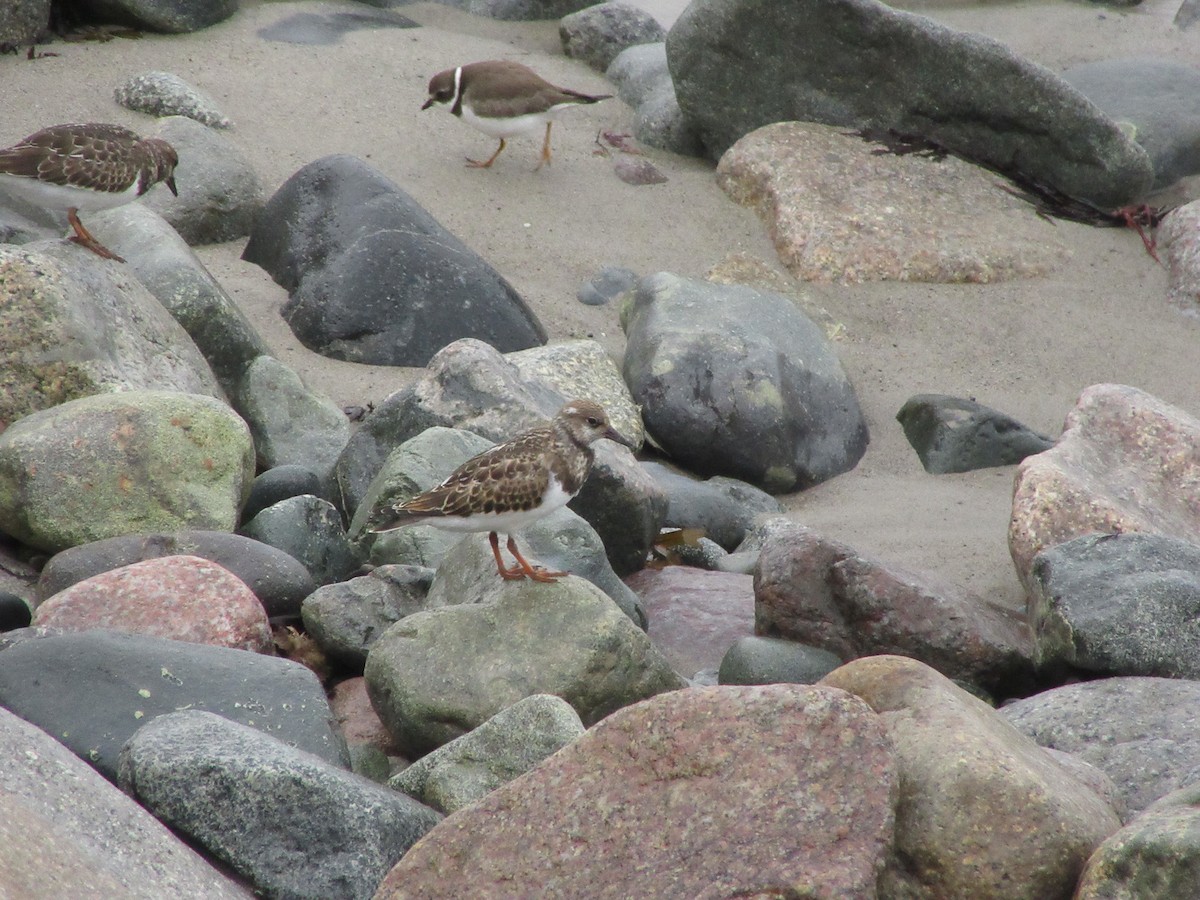 Ruddy Turnstone - ML623888541