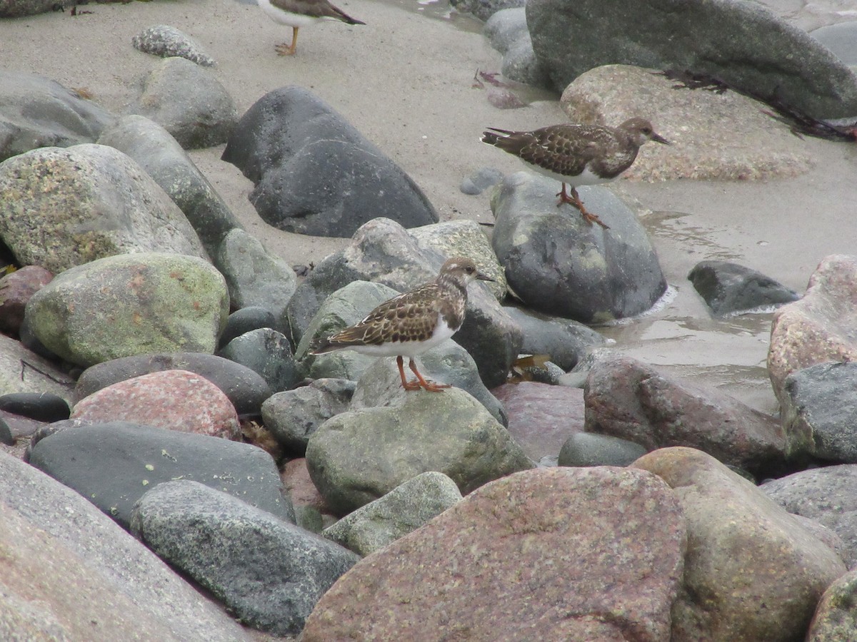 Ruddy Turnstone - ML623888542