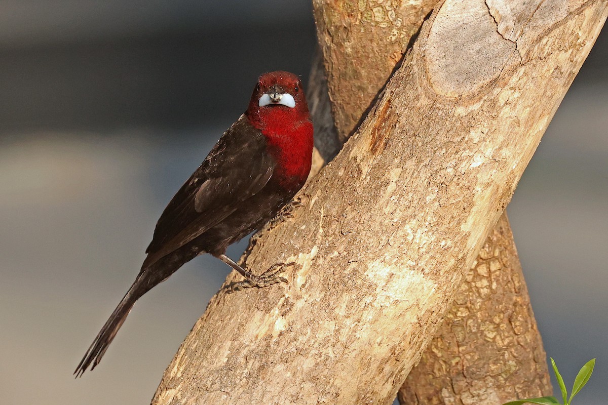 Silver-beaked Tanager - ML623888573