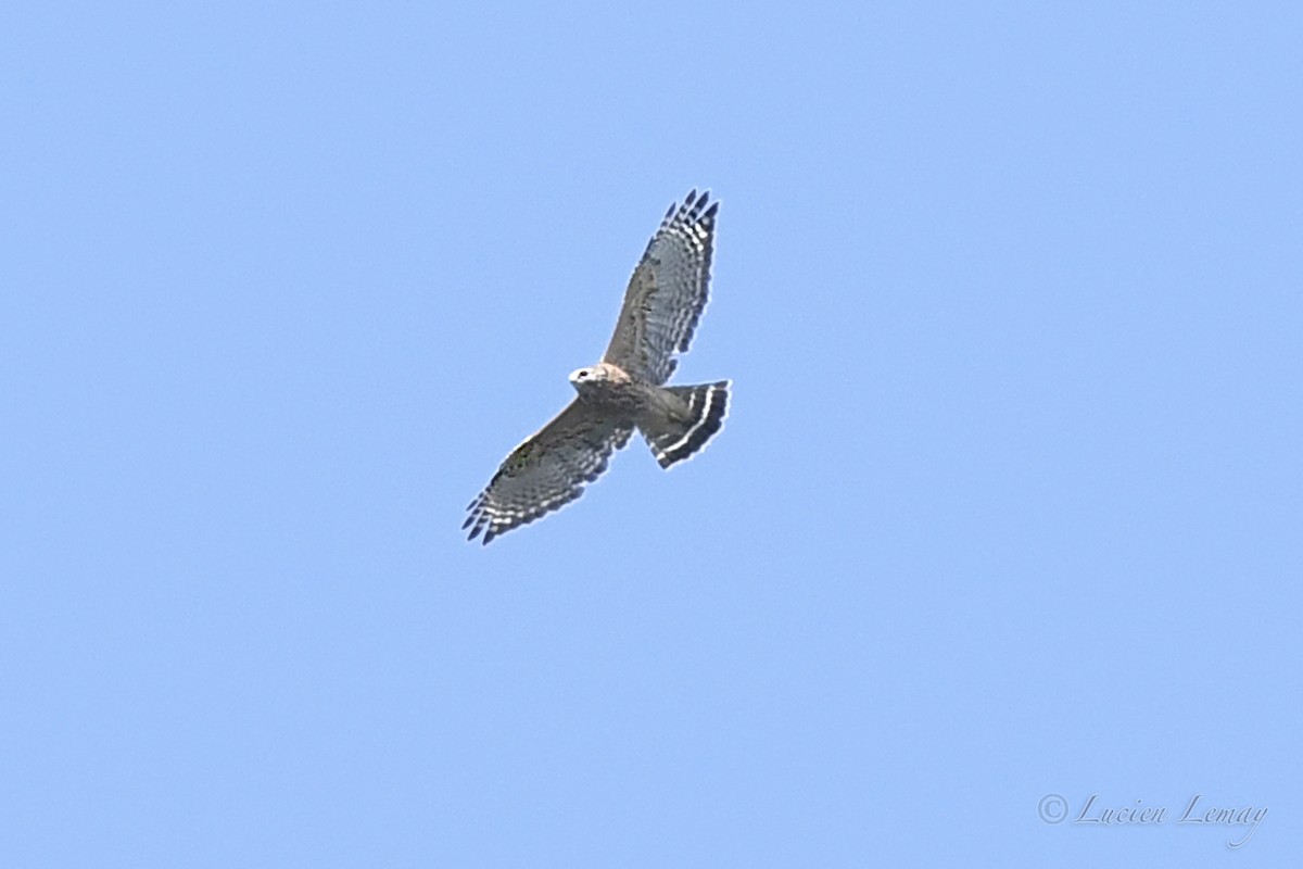 Red-shouldered Hawk - ML623888617