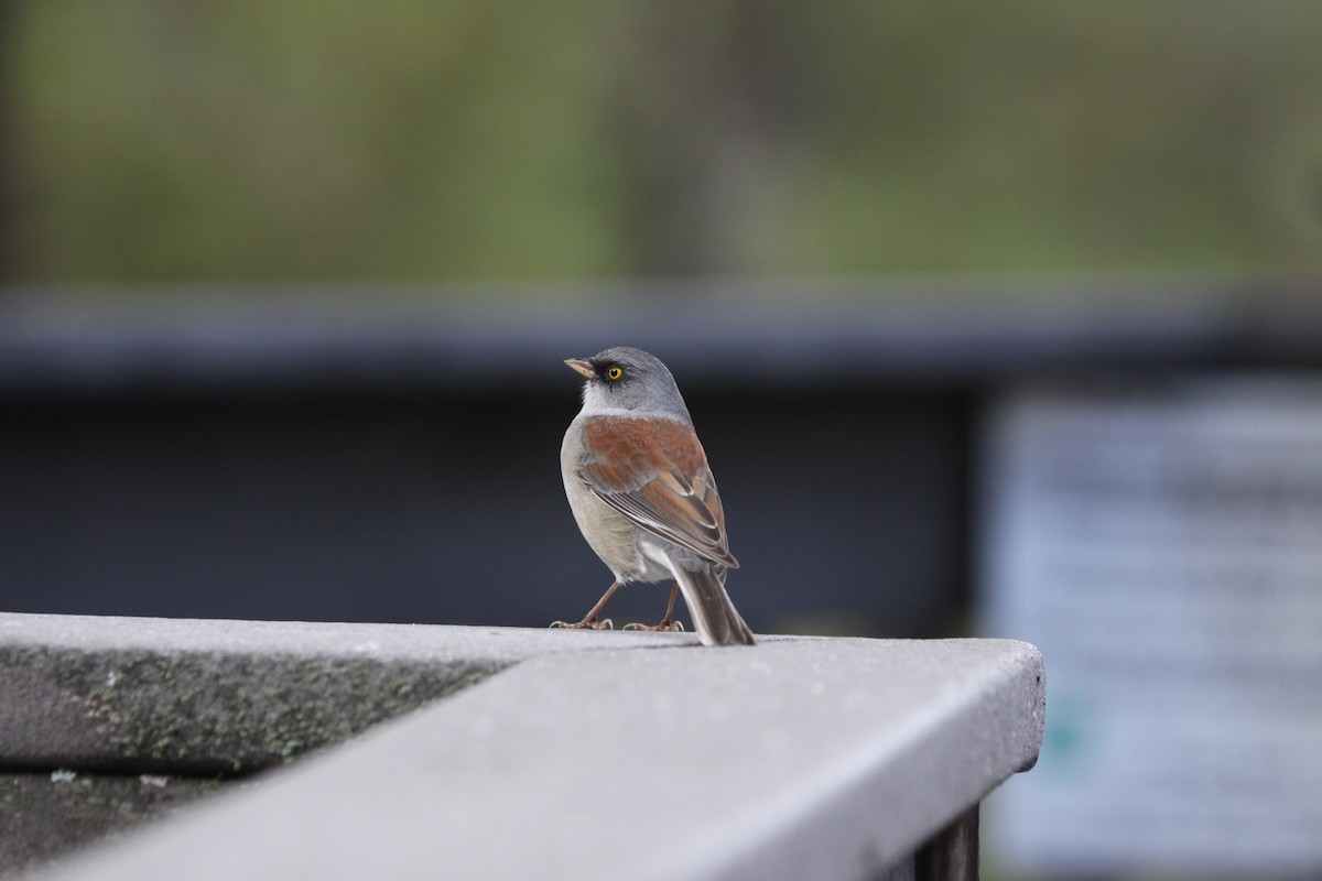 Yellow-eyed Junco - ML623888631