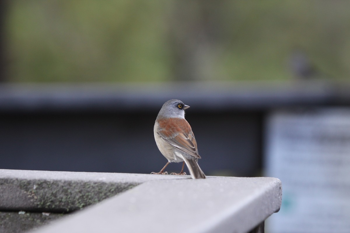 Yellow-eyed Junco - ML623888632