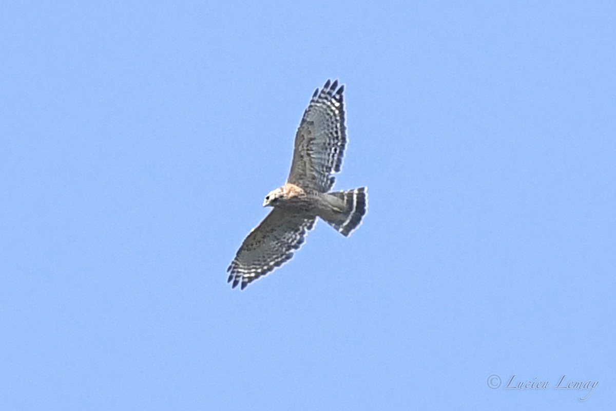 Red-shouldered Hawk - ML623888638