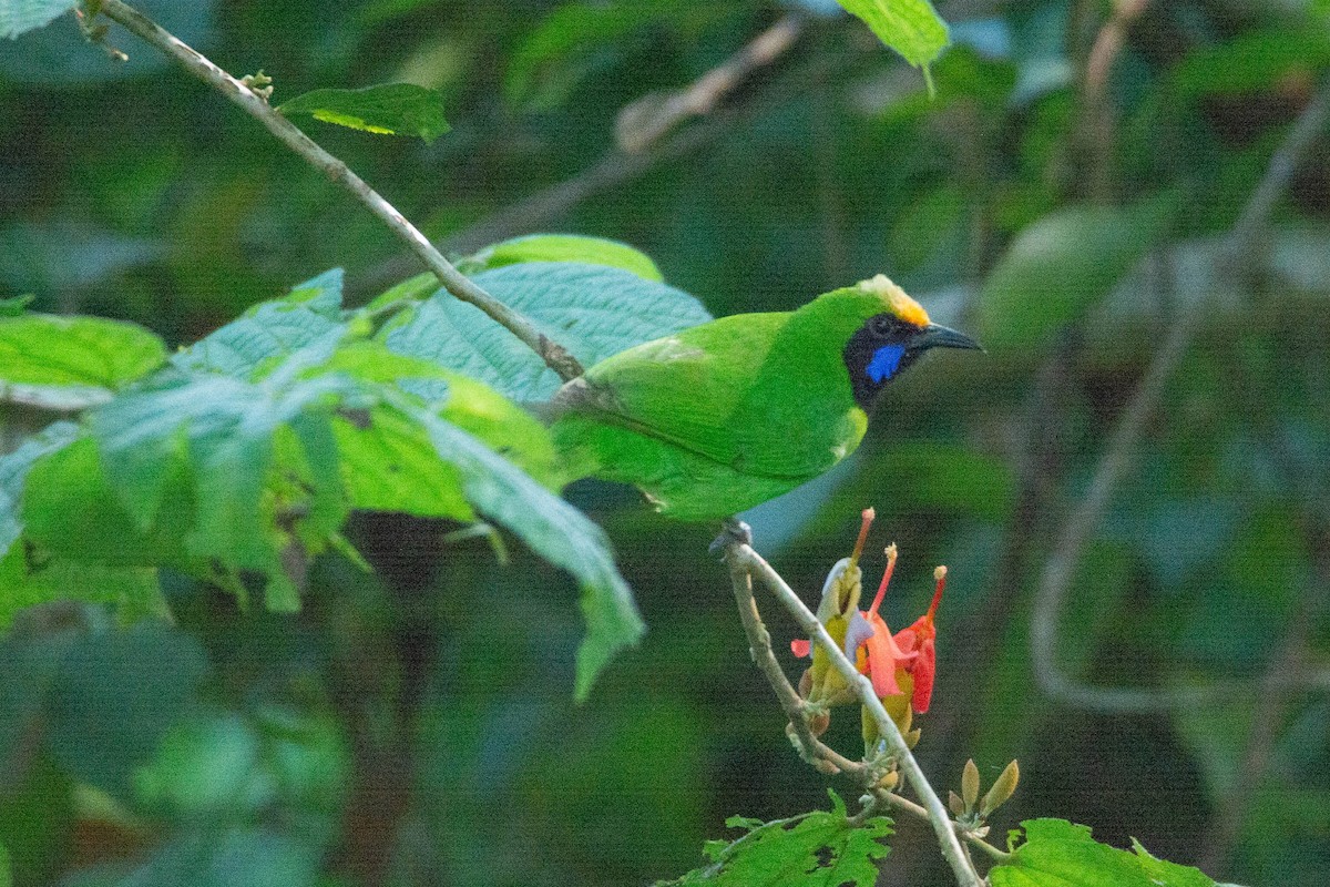 Golden-fronted Leafbird - ML623888639