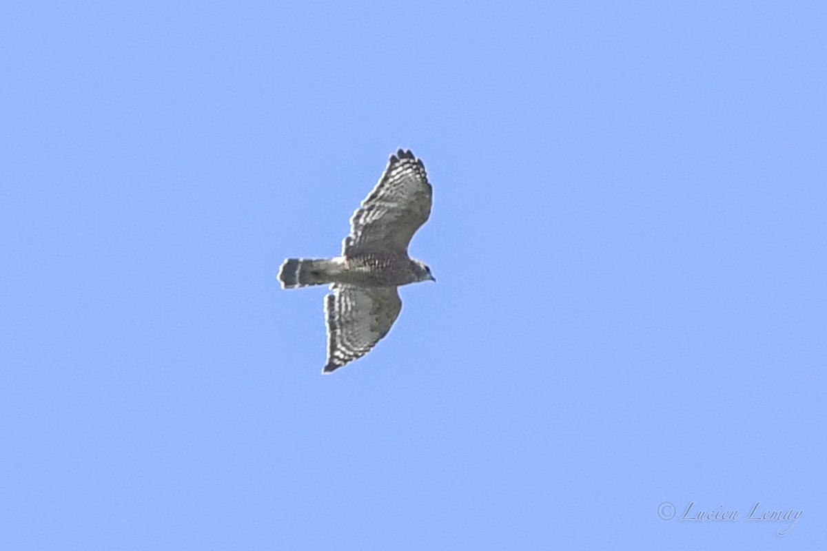 Red-shouldered Hawk - ML623888642