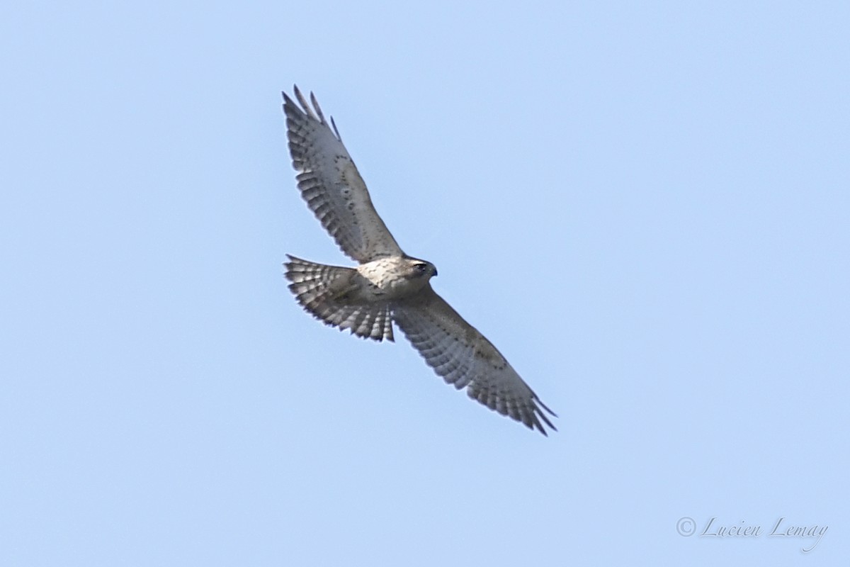 Broad-winged Hawk - ML623888646