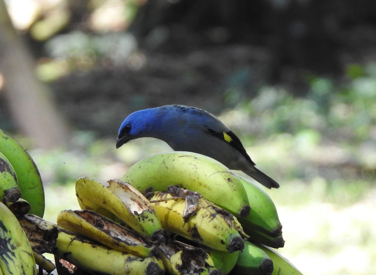 Yellow-winged Tanager - ML623888647