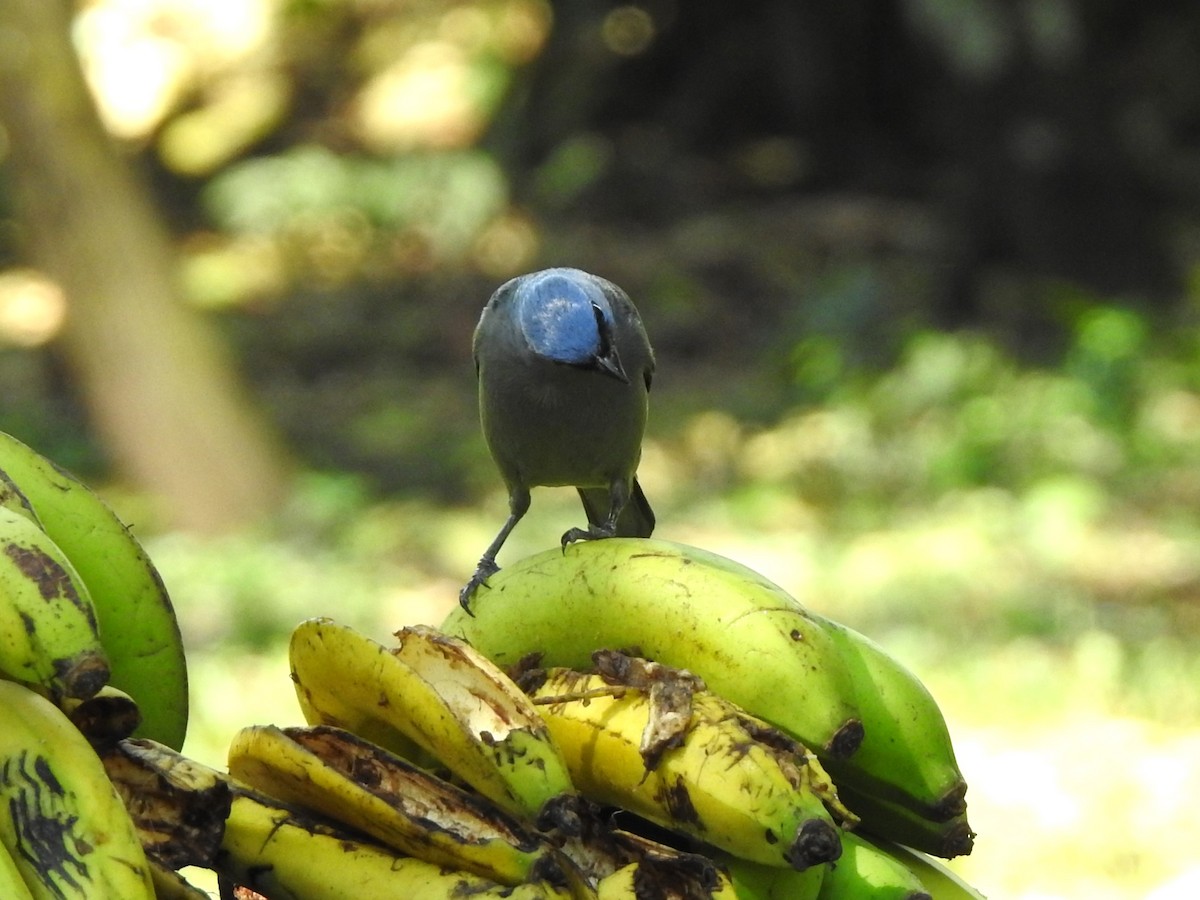 Yellow-winged Tanager - ML623888648