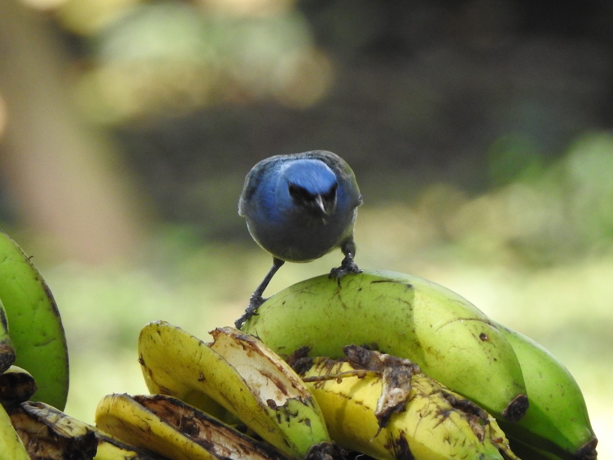 Yellow-winged Tanager - ML623888649