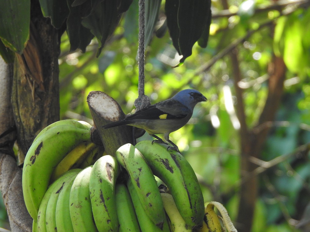 Yellow-winged Tanager - ML623888650