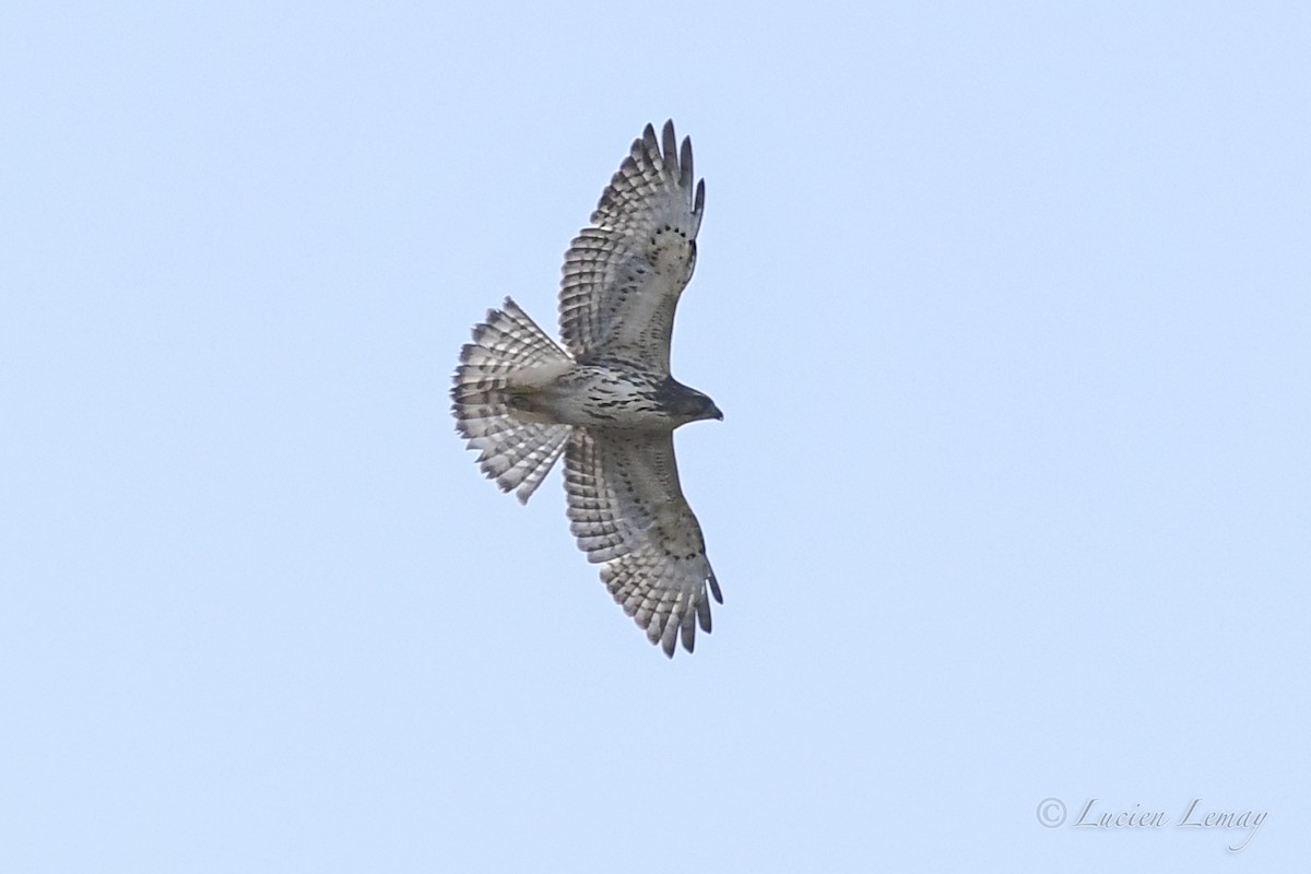 Broad-winged Hawk - ML623888655