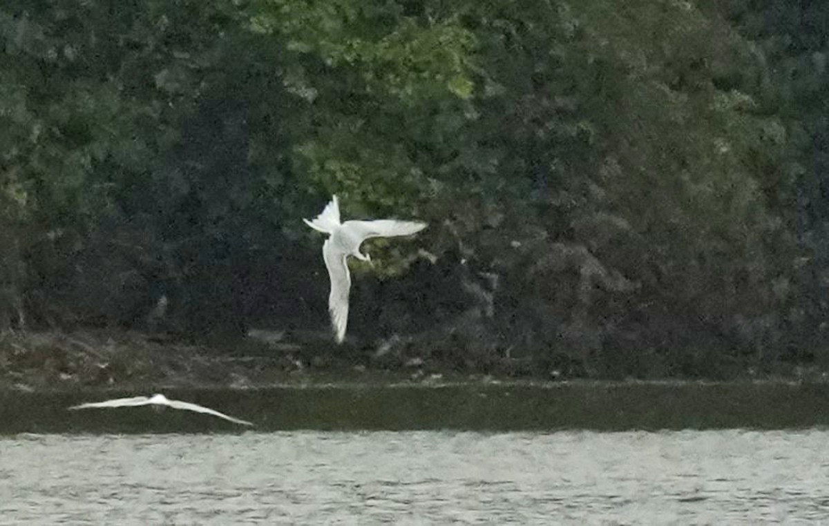 Common Tern - ML623888656