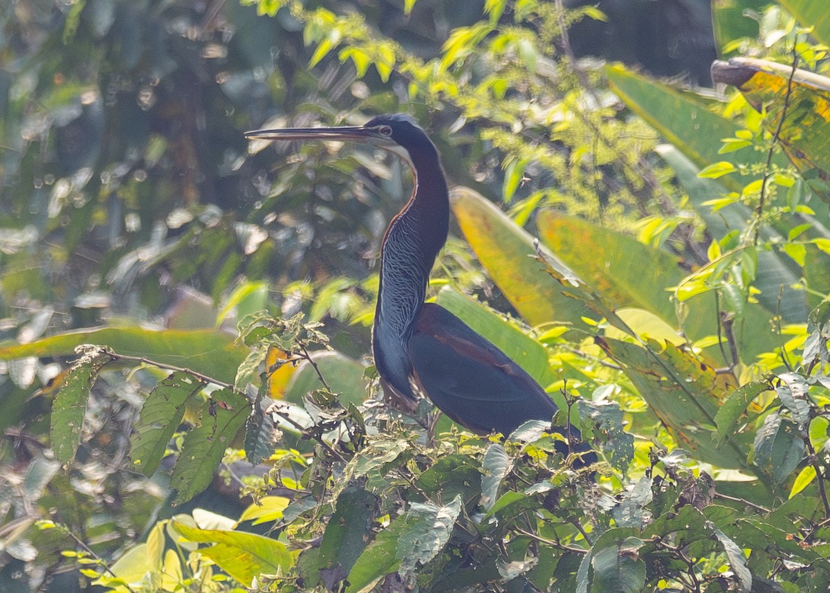 Agami Heron - ML623888672