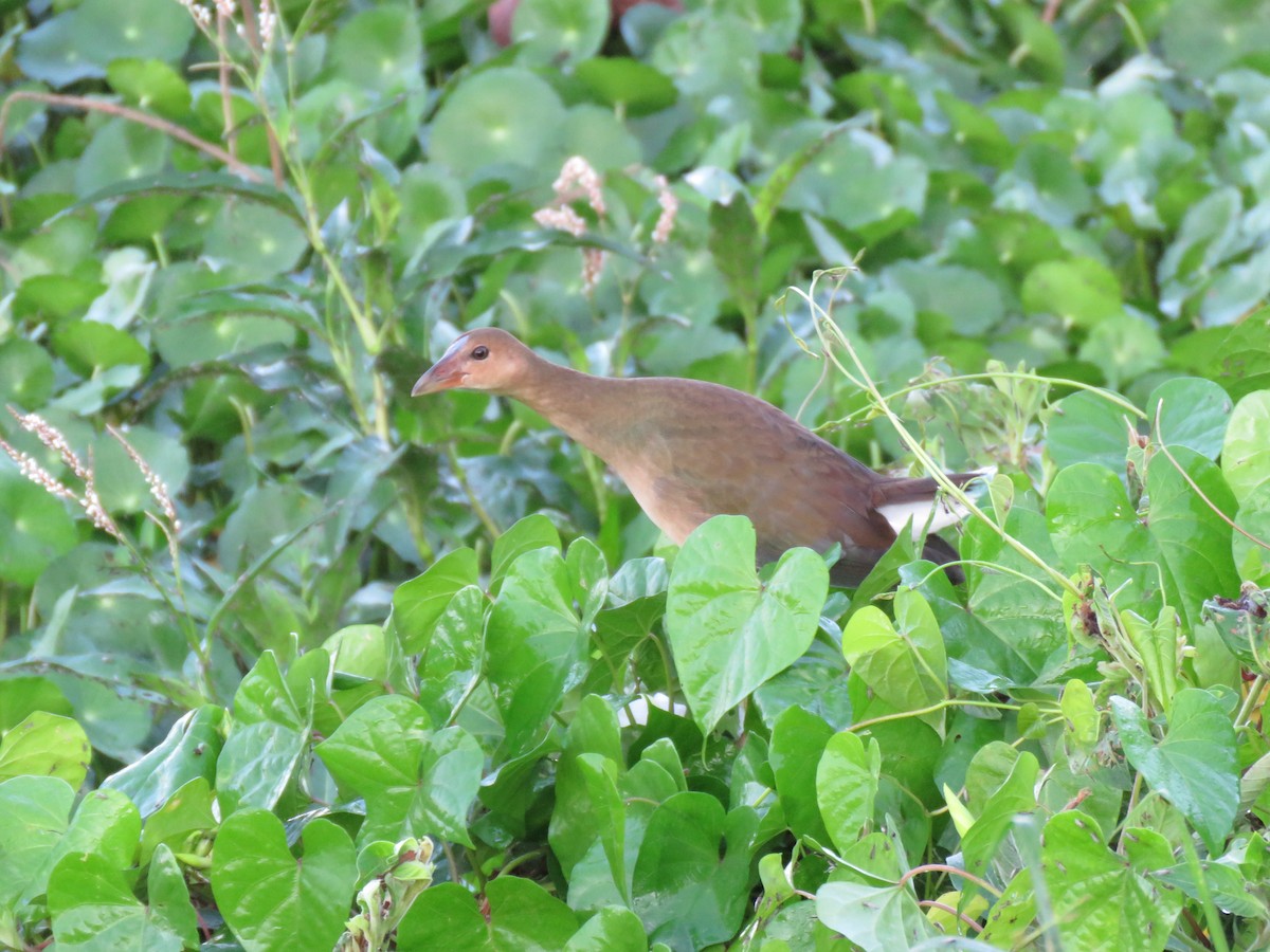 Purple Gallinule - Guiller Mina