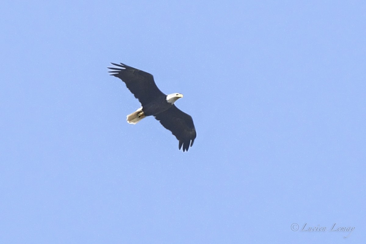 Bald Eagle - Lucien Lemay