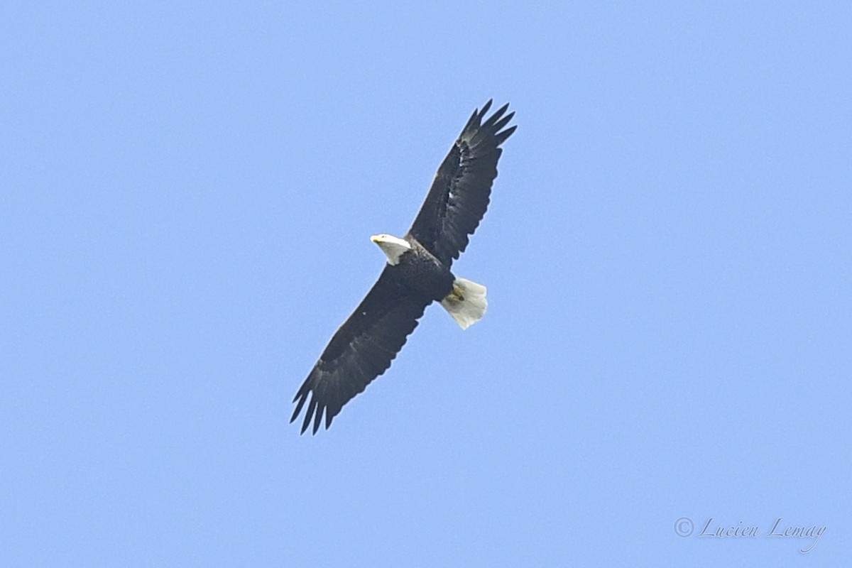 Bald Eagle - Lucien Lemay