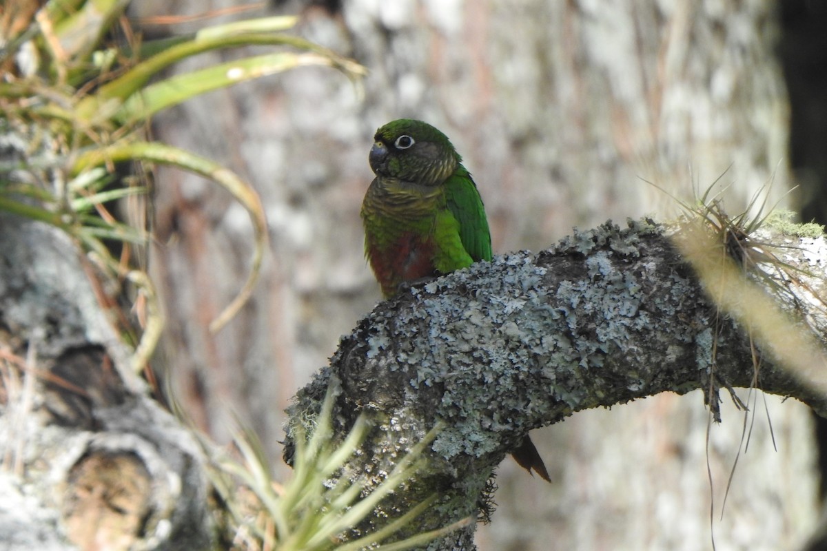 Maroon-bellied Parakeet - ML623888694